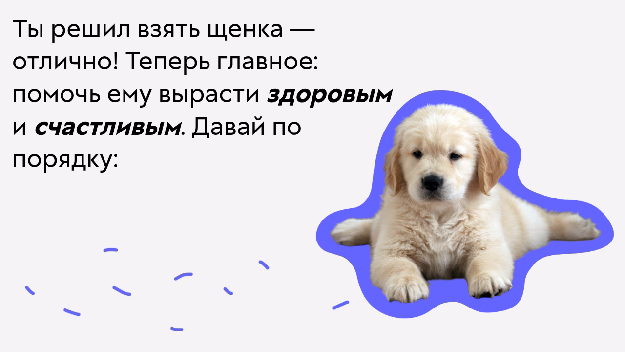 Принятие решения взять щенка советы по воспитанию.