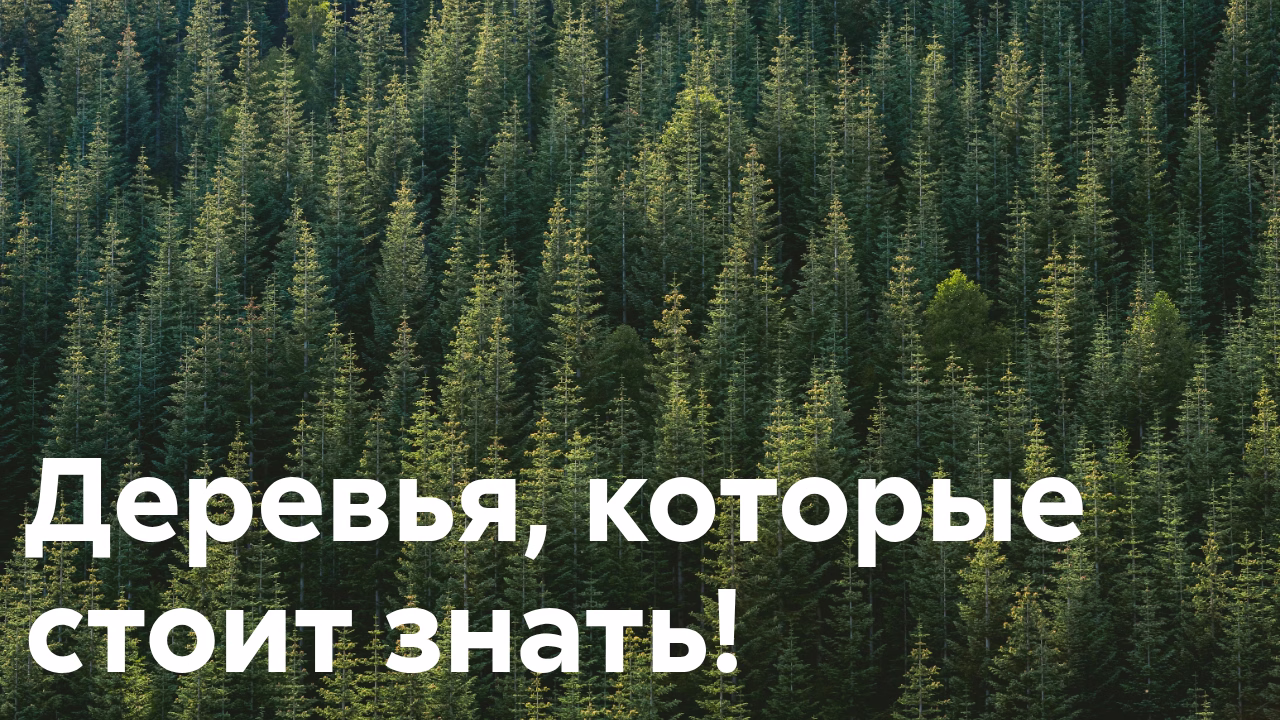 Заголовок: деревья, которые стоит знать.