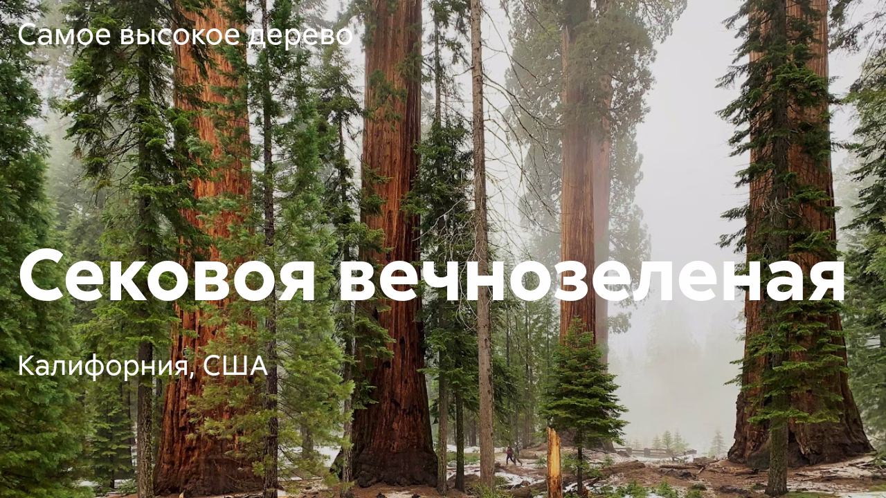 Самое высокое дерево: секвойя вечнозеленая, Калифорния.