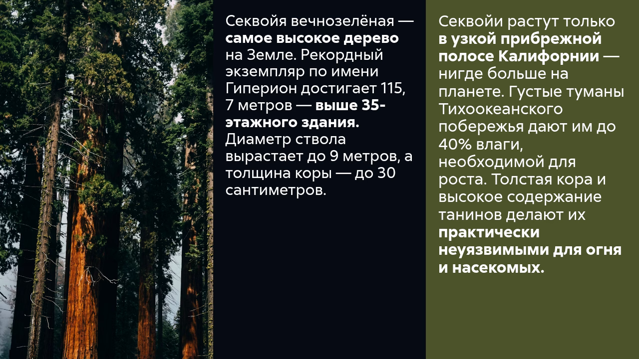 Характеристики секвойи, высота, кора, условия роста.